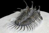 Spiny Comura Trilobite - Oufaten, Morocco #160894-4